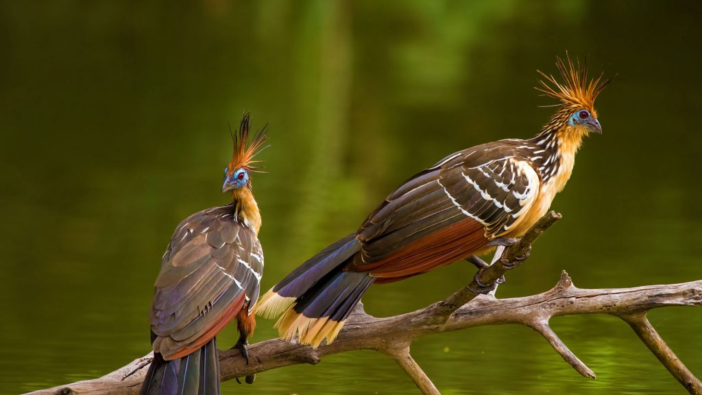 Hoatzin