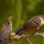 Hoatzin