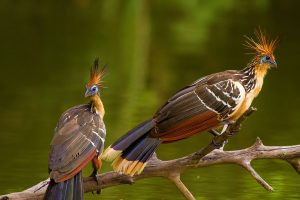 Hoatzin