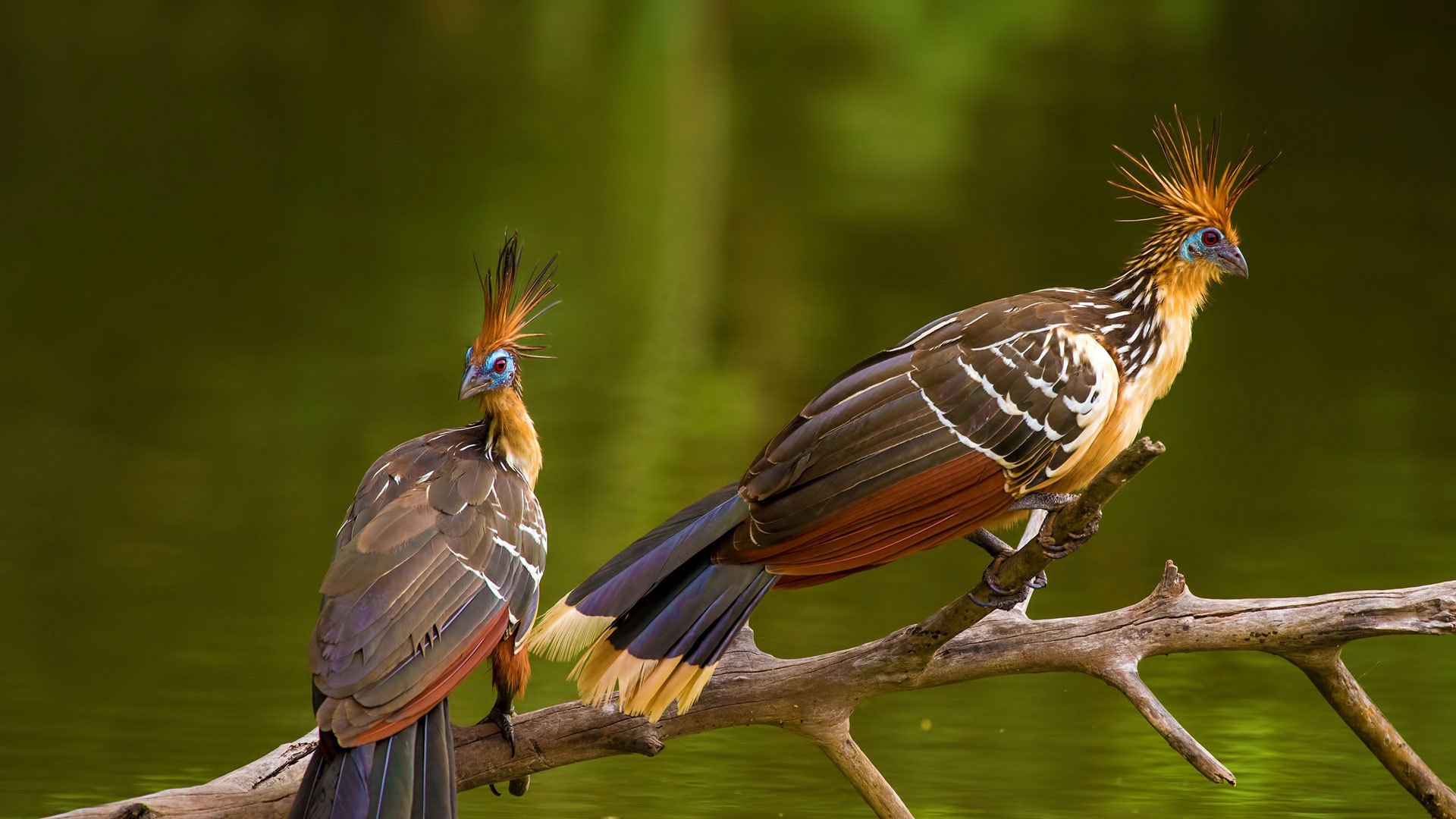 Hoatzin