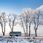 Ice Rimmed Trees