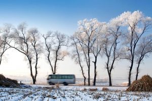 Ice Rimmed Trees