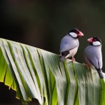 Java Sparrow