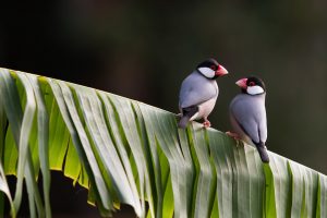 Java Sparrow