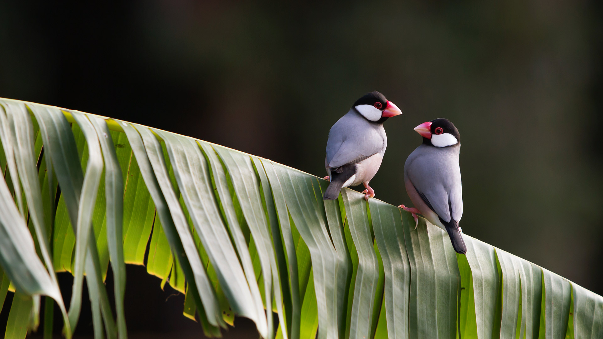 Java Sparrow