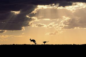 Kangaroo Dusk