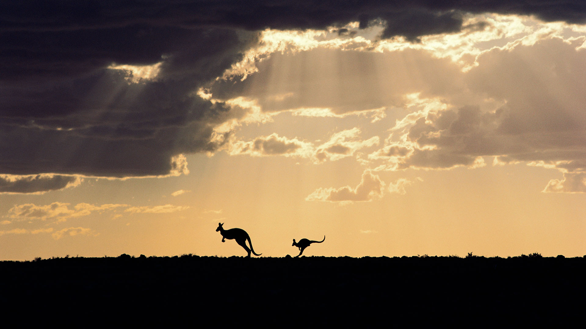 Kangaroo Dusk