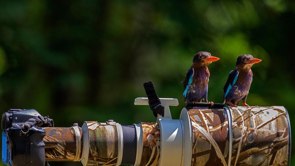 King Fisher Photo