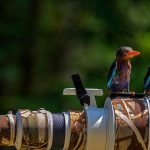 King Fisher Photo