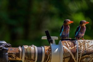 King Fisher Photo