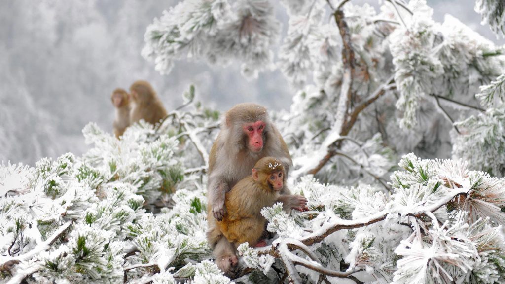 Macaques Wulingyuan
