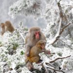 Macaques Wulingyuan