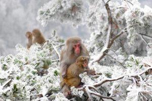 Macaques Wulingyuan