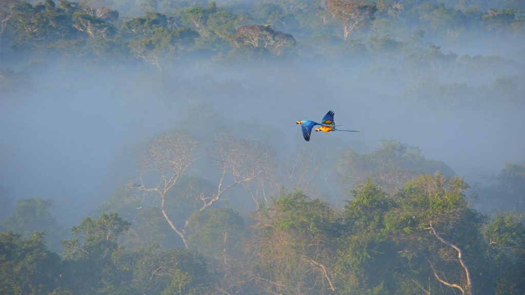 Macaw Flight