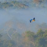 Macaw Flight