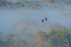 Macaw Flight