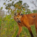 Maned Wolf