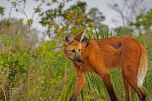 Maned Wolf