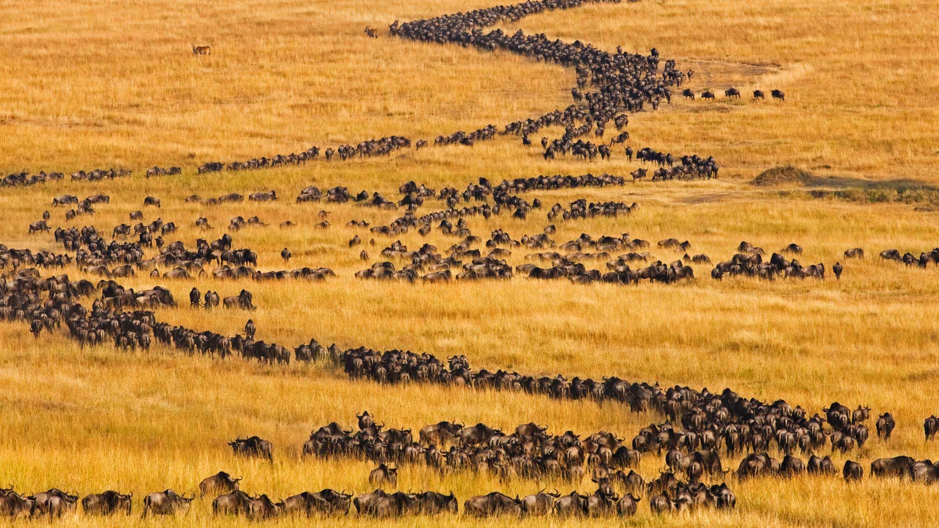 Masai Wildebeest