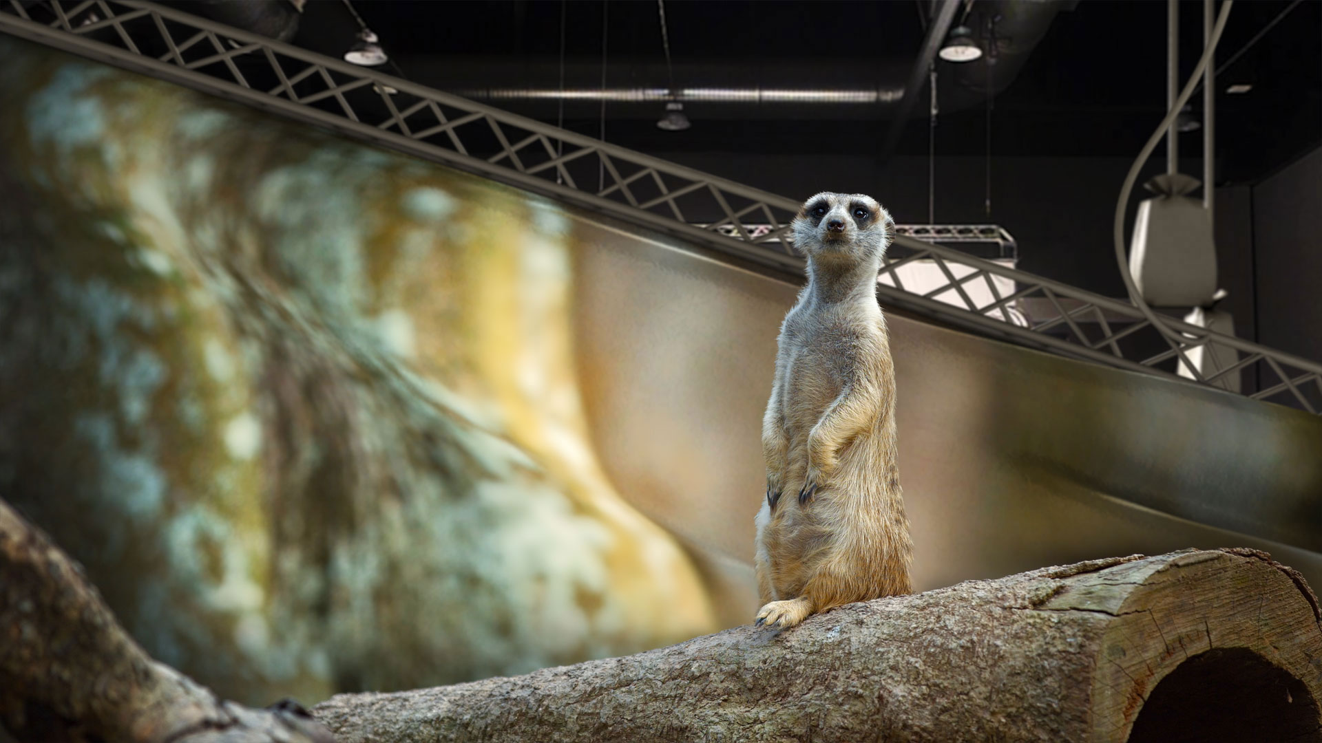 Meerkat Amuck