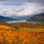 Mosier Cherry Orchards