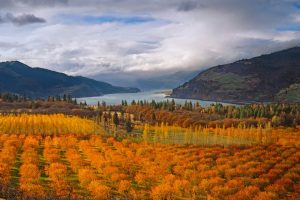 Mosier Cherry Orchards