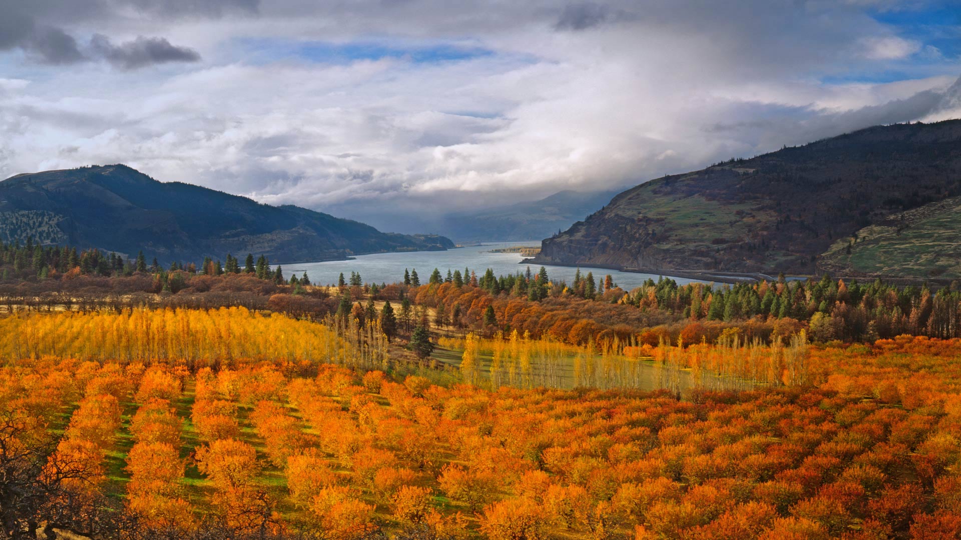 Mosier Cherry Orchards