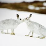 Mountain Hares