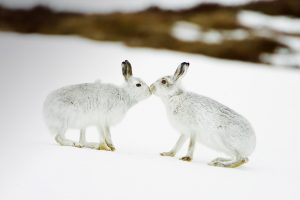 Mountain Hares