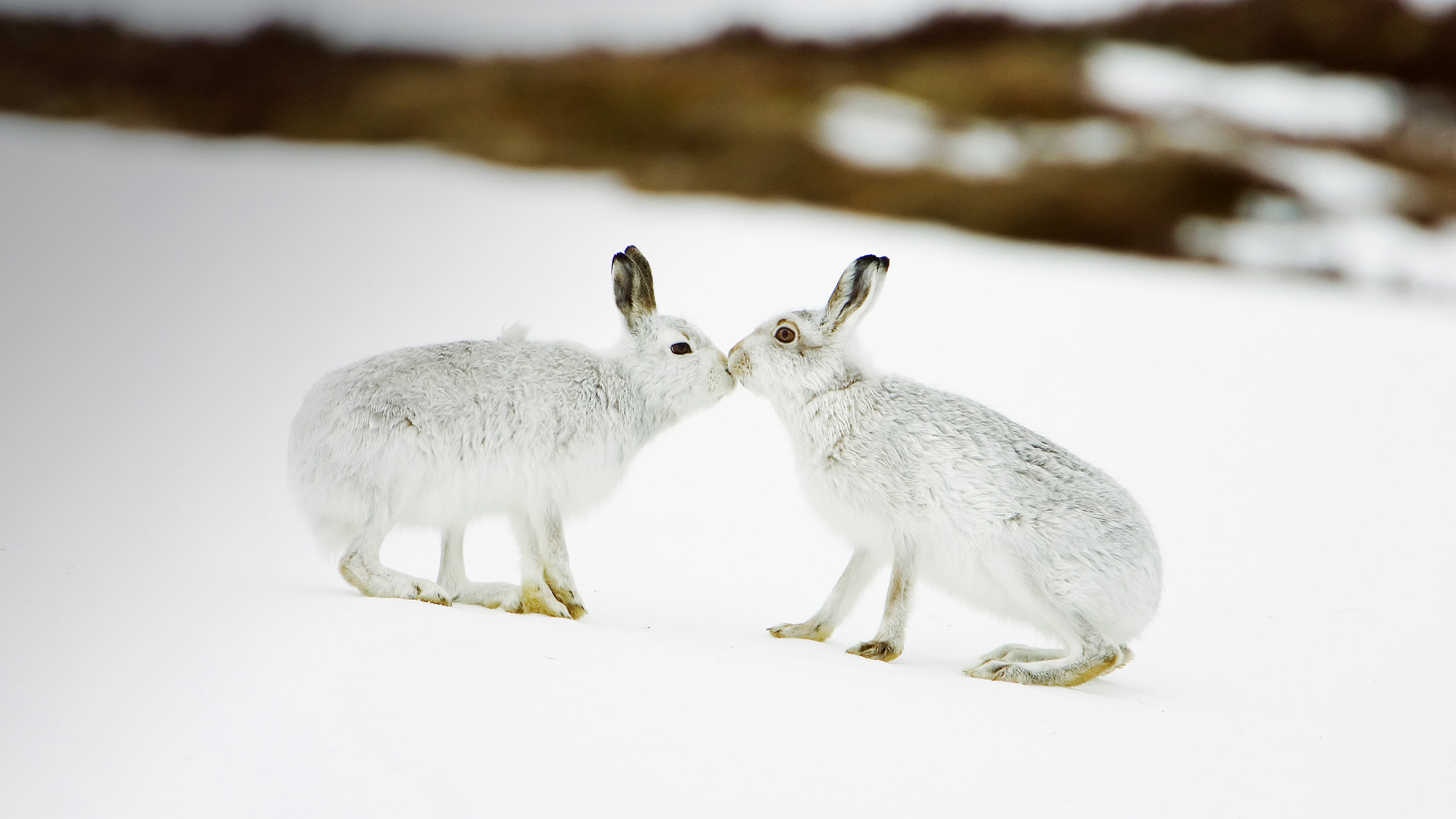 Mountain Hares