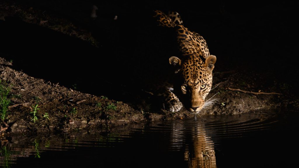 Night Leopard