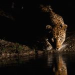 Night Leopard