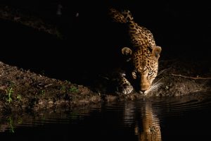 Night Leopard