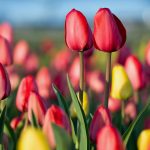 Ottawa Tulips2