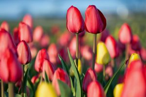 Ottawa Tulips2