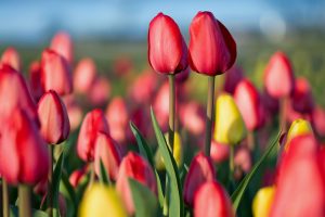 Spring Tulip Festival