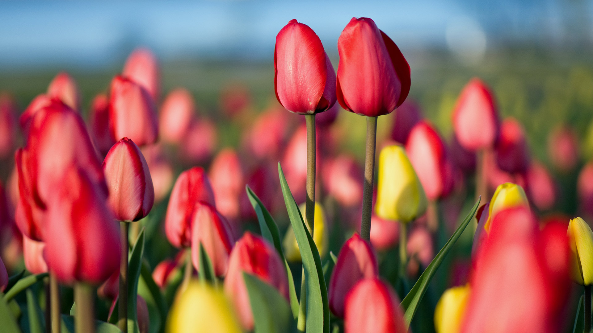 Spring Tulip Festival