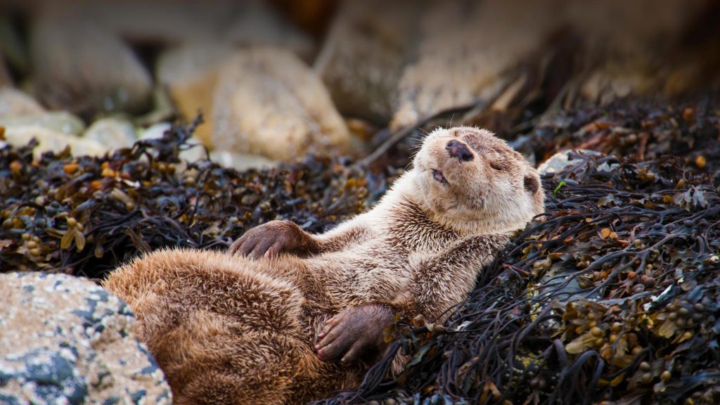 Otter Chillin