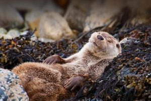 Otter Chillin