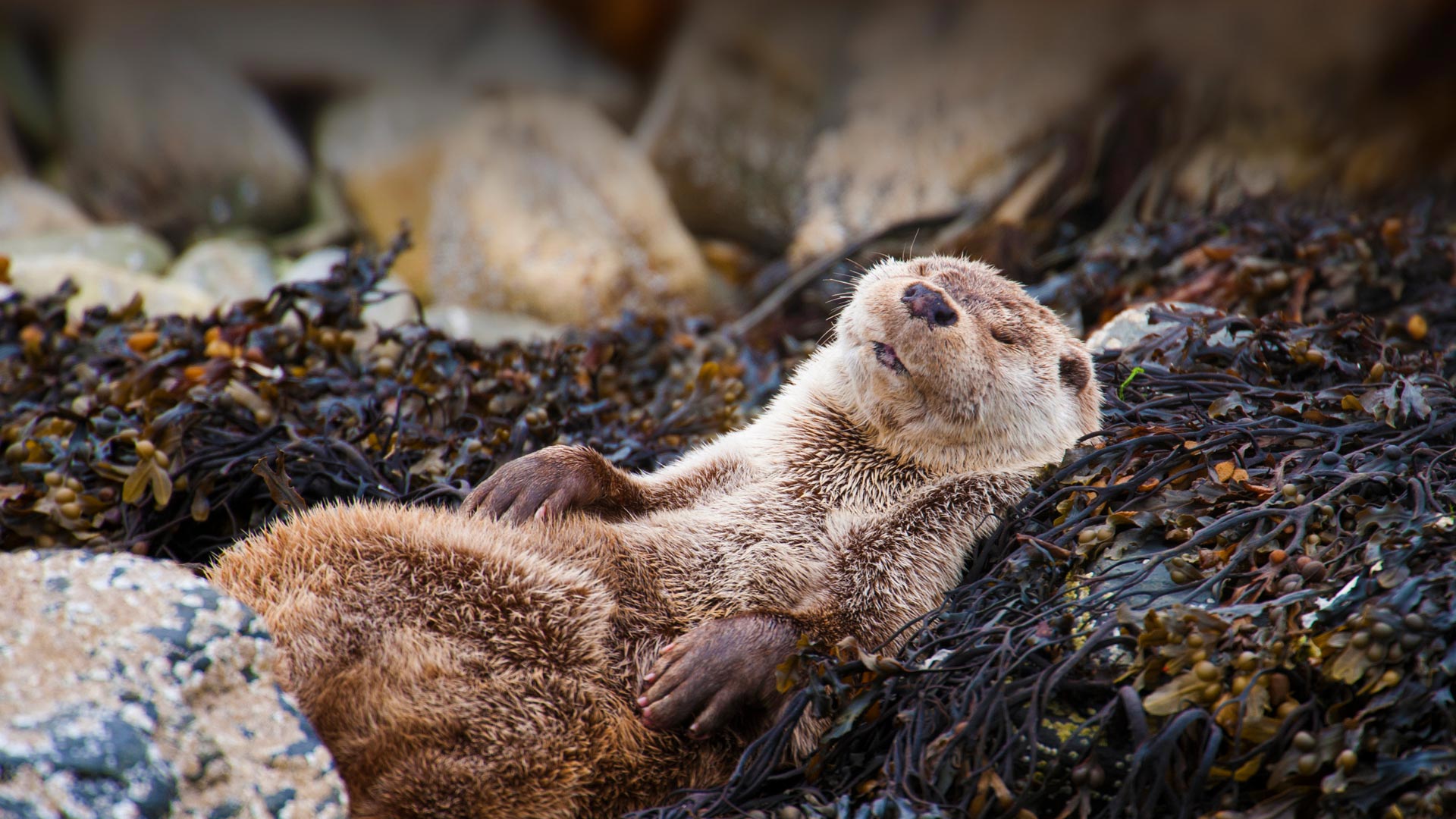 Otter Chillin Bing Wallpaper Download