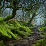 Padley Gorge