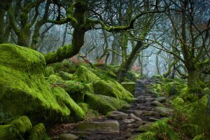 Forest path in Padley Gorge