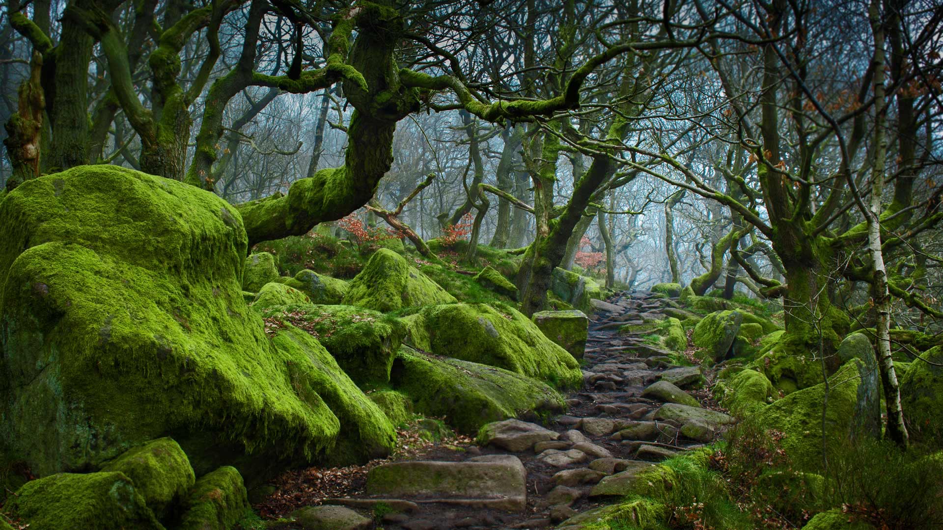 Forest path in Padley Gorge