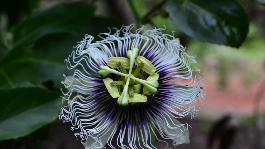 Passion Flower