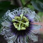 Passion Flower