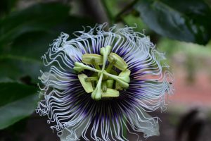 Passion Flower