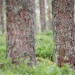 Pine Marten Scotland