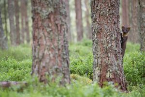Pine Marten Scotland
