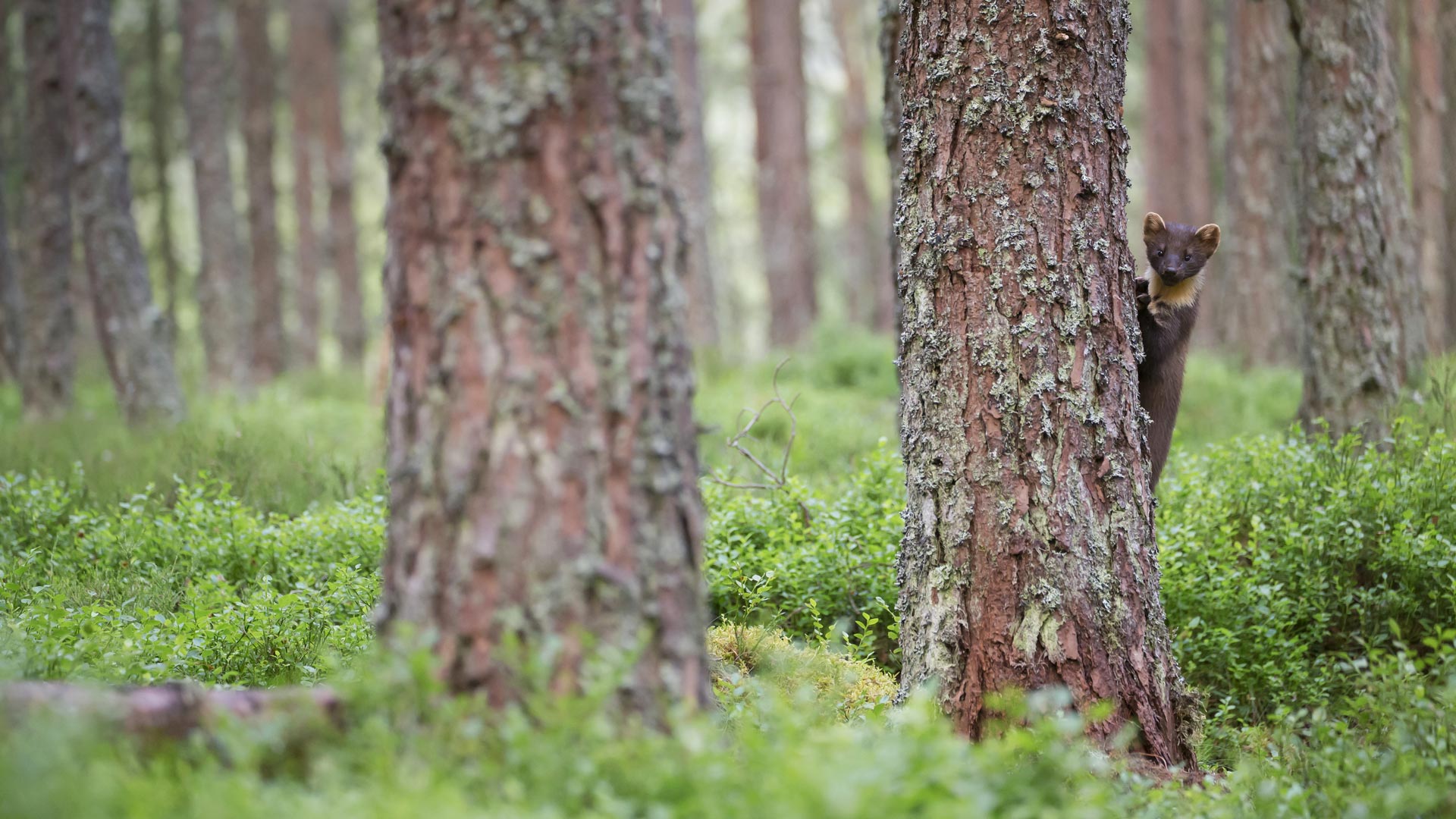 Pine Marten Scotland