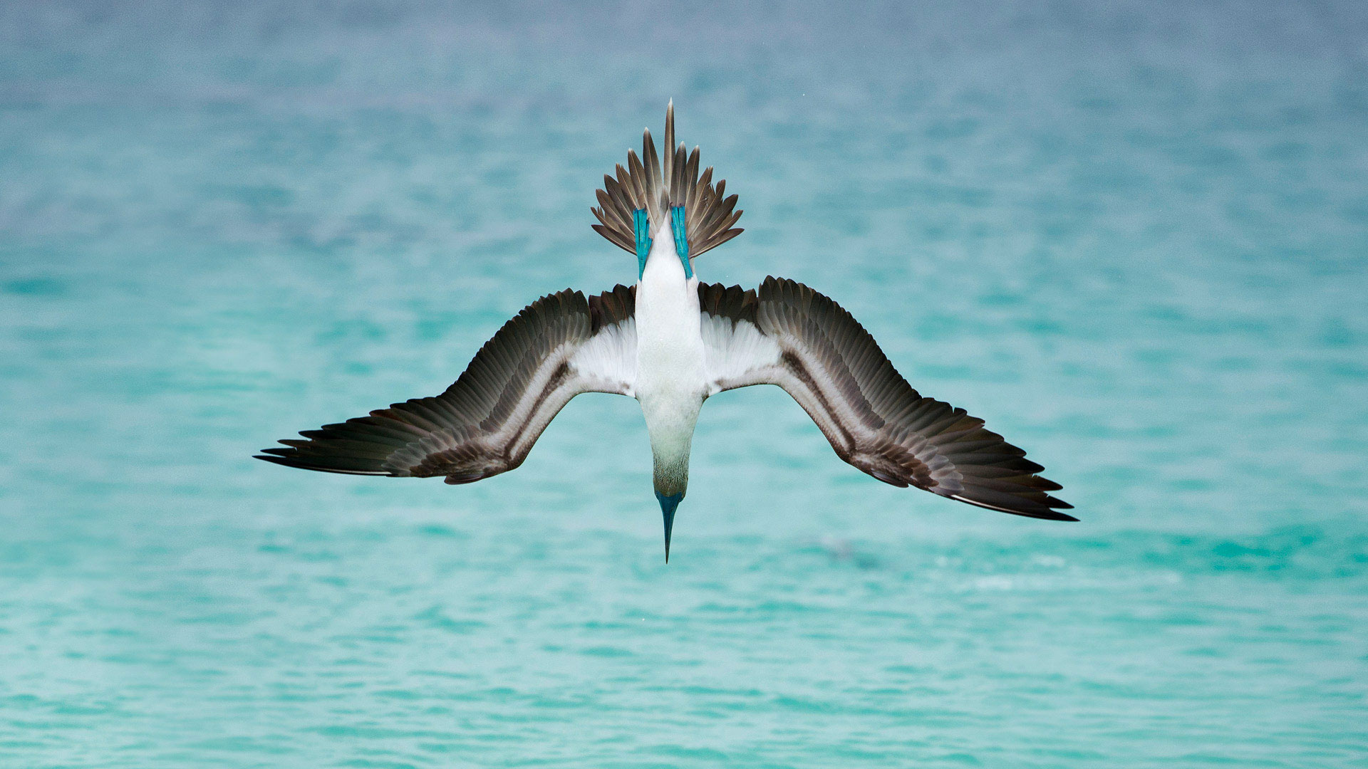 Plunge Diving